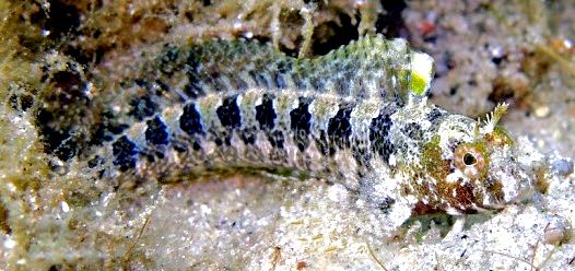 Parablennius tentacularis_089